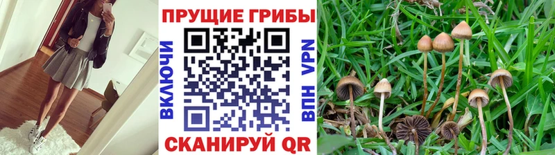 Купить где  Сочи  Псилоцибиновые грибы Psilocybe 